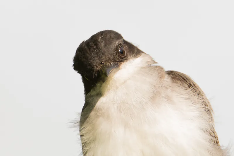 Kingbird, curious, studio lighting, Ulao Creek, Wisconsin. 2019.
